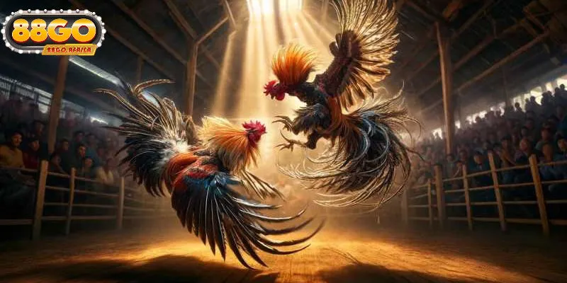 Đá Gà 88GO - Điểm Đến Lý Tưởng Cho Người Đam Mê Cá Cược